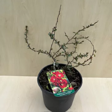 Chaenomeles x superba 'Crimson and Gold'