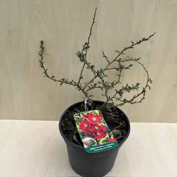 Chaenomeles x superba 'Crimson and Gold'