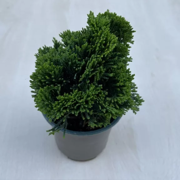 Chamaecyparis obtusa ‘Nana Gracilis’ Chamaecyparis obtusa ‘Nana Gracilis’