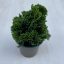  Chamaecyparis obtusa ‘Nana Gracilis’