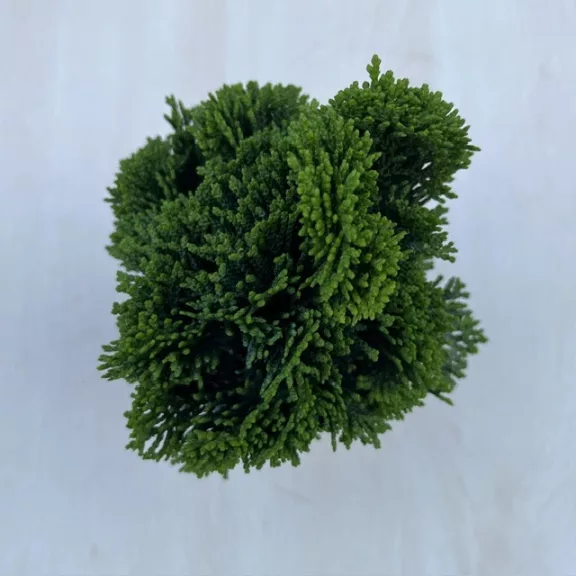 Chamaecyparis obtusa ‘Nana Gracilis’ Chamaecyparis obtusa ‘Nana Gracilis’