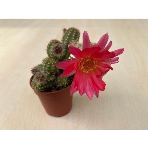 Chamaecereus silvestrii