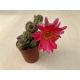 Chamaecereus silvestrii