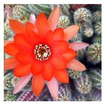 Chamaecereus silvestrii