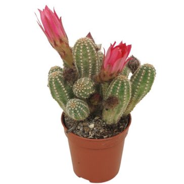 Chamaecereus silvestrii