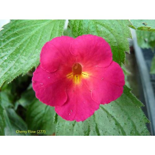 Achimenes x hybrida 'Cherry Flow'