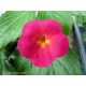 Achimenes x hybrida 'Cherry Flow'