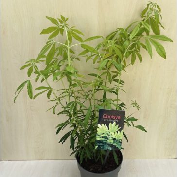 Choisya ternata