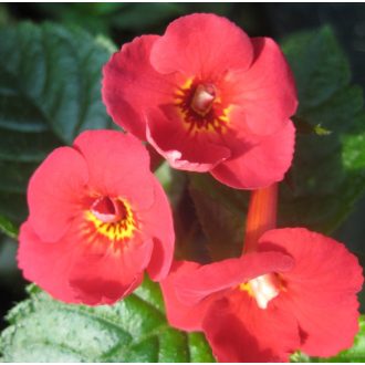 Achimenes x hybrida 'Cranberry Ice Cream'