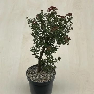 Crassula sarcocaulis