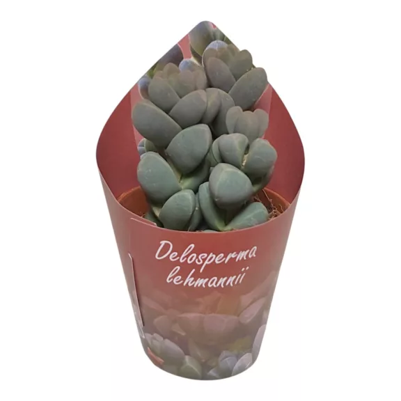 Delosperma lehmannii - Corpuscularia lehmannii Delosperma lehmannii - Corpuscularia lehmannii