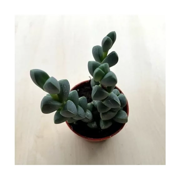 Delosperma lehmannii - Corpuscularia lehmannii Delosperma lehmannii - Corpuscularia lehmannii