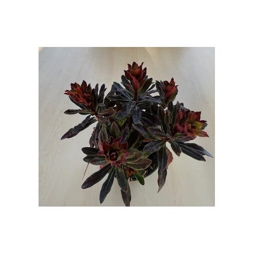 Euphorbia amygdaloides Purpurea