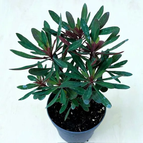 Euphorbia 'Miner's Merlot' Euphorbia 'Miner's Merlot'