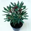 Euphorbia 'Miner's Merlot' 