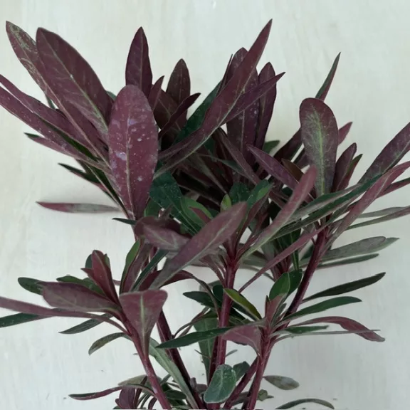 Euphorbia 'Miner's Merlot' Euphorbia 'Miner's Merlot'