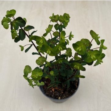 Euphorbia × martinii 