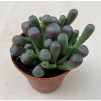 Fenestraria Aurantiaca