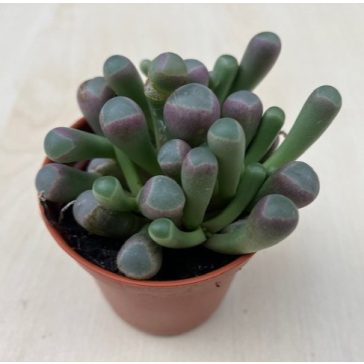 Fenestraria Aurantiaca