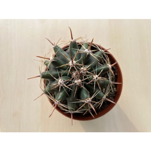 Ferocactus histrix