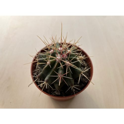 Ferocactus horridus