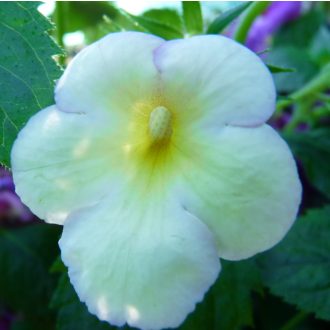 Achimenes x hybrida 'Golden Clusters'