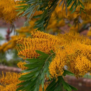 Grevillea robusta