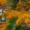 Grevillea robusta