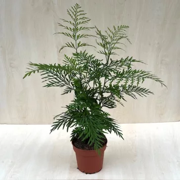 Grevillea robusta