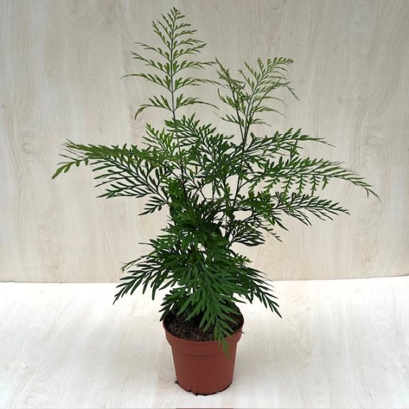 Grevillea robusta