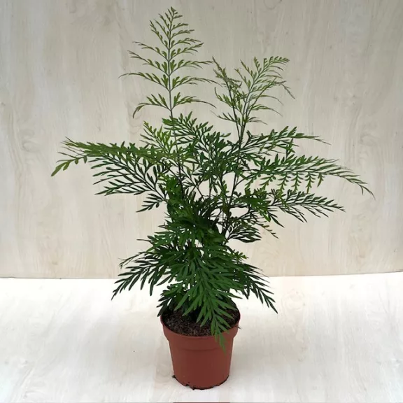 Grevillea robusta Grevillea robusta