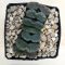 Haworthia truncata hybrid