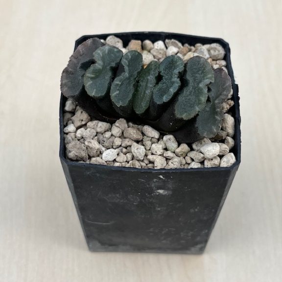 Haworthia truncata hybrid