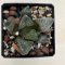 Haworthia comptoniana 'KARAKUSA'
