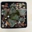 Haworthia comptoniana 'KARAKUSA'