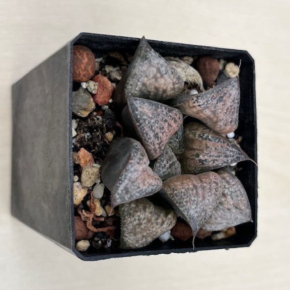 Haworthia splendens 'HANA AOI'