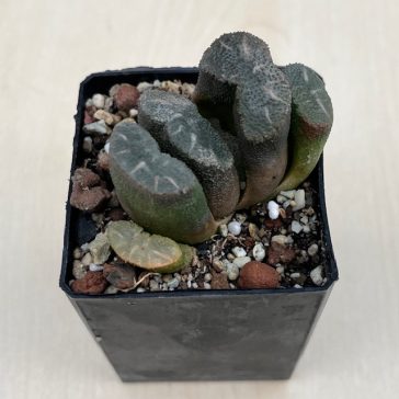 Haworthia truncata 'ARAISO'