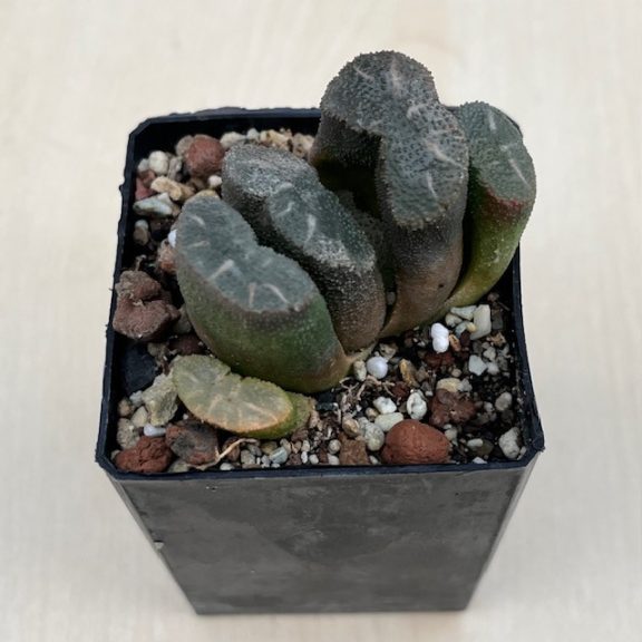 Haworthia truncata 'ARAISO'