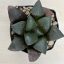Haworthia springbokvlakensis 'DEVI'