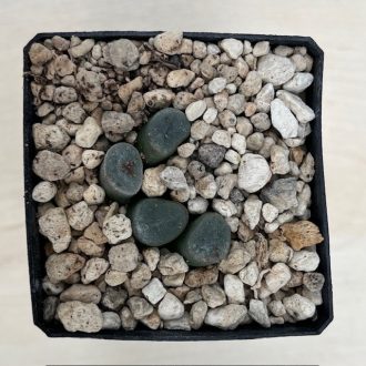 Haworthia maughanii 'HAKUGIN LENS'