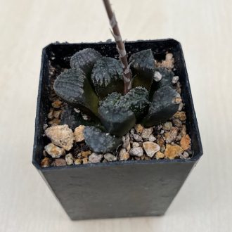 Haworthia 'MORDOR'