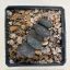 Haworthia truncata 'White Form' Selected 'White Form' from Steve Hammer Ex F. Greinier