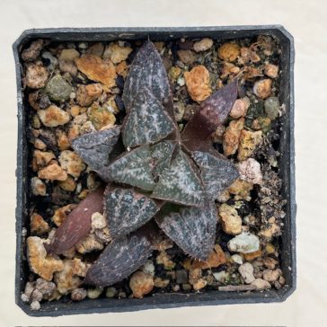 Haworthia splendens 'YUKI KESHIKI'