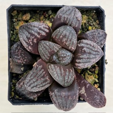 Haworthia splendens 'PEARL'