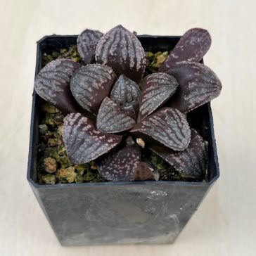 Haworthia splendens 'PEARL'