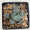 Haworthia Pygmaea 'YUKIHIME'