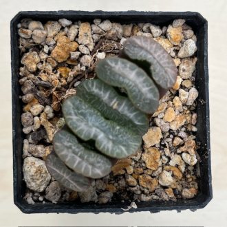 Haworthia truncata cv. SENZYUKANNON hybrid Z-series