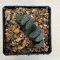 Haworthia truncata 'KAZAN -VOLCANO'