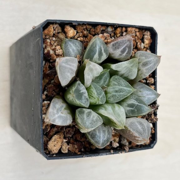 Haworthia splendens 'LOVEHEARTS'