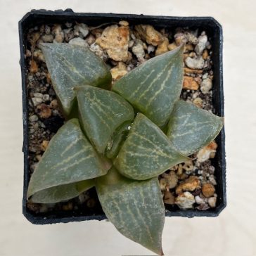 Haworthia comptoniana 'URAHANNYA'